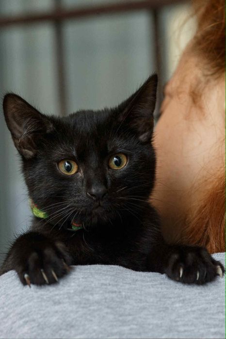 Чудовий міні пумчик, гарне кошеня, котятко, котик, кіт