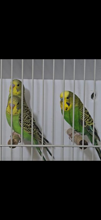 Aves para cedência
