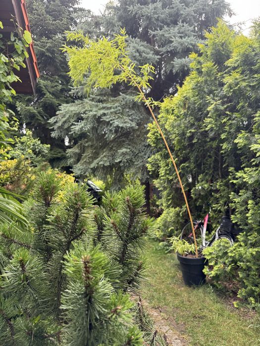 Bambus 7m. Phyllostachys vivax i Phyllostachys Shanghai 3