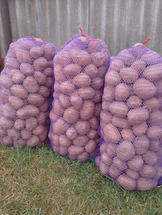 Продається картопля велика