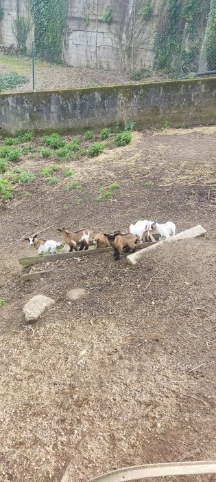 Cabras anãs para venda