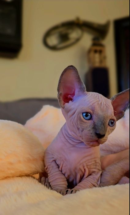 Kot sfinks niebieskie oczka przepiękne