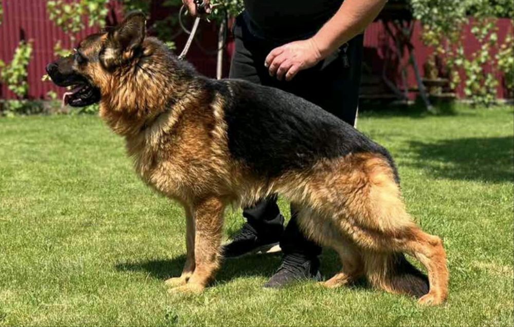 Вʼязка. Німецька віччарка. Документи.