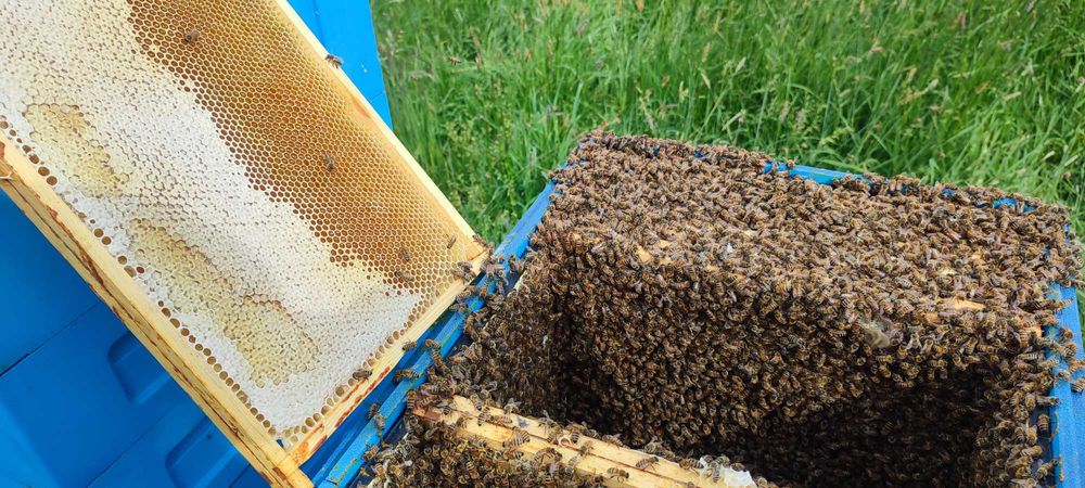 Miód LIPOWY―AKACJOWY ― Miody SPADZIOWE ―Pyłek― Pasieka PRADAWNA® 1957'