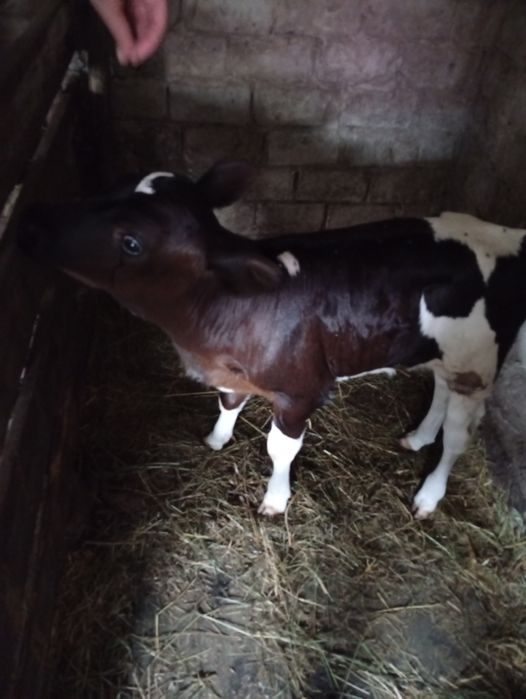 Продам тёлочку..