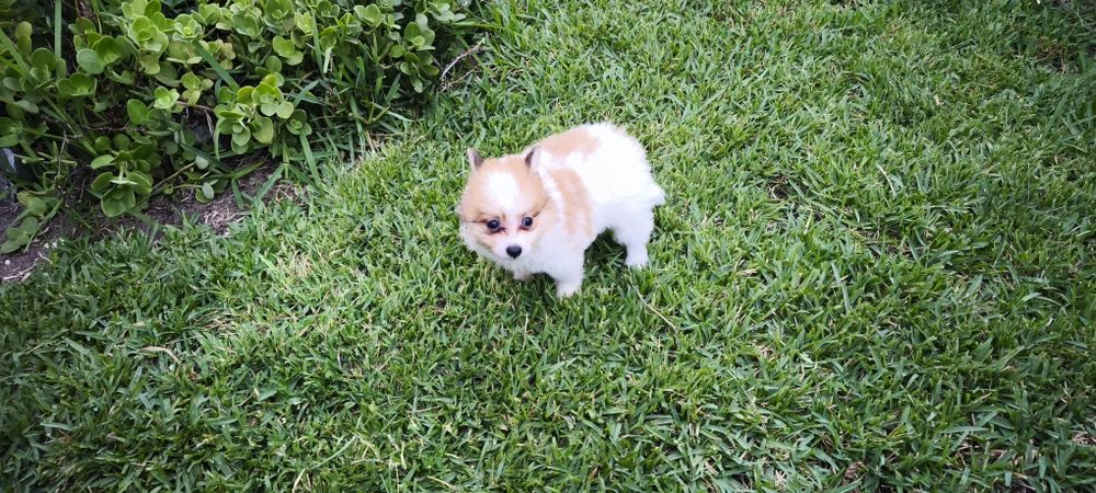 Spitz miniatura  para entrega imediata existe a possibilidade de entrega ao domicílio a combinar agrade
