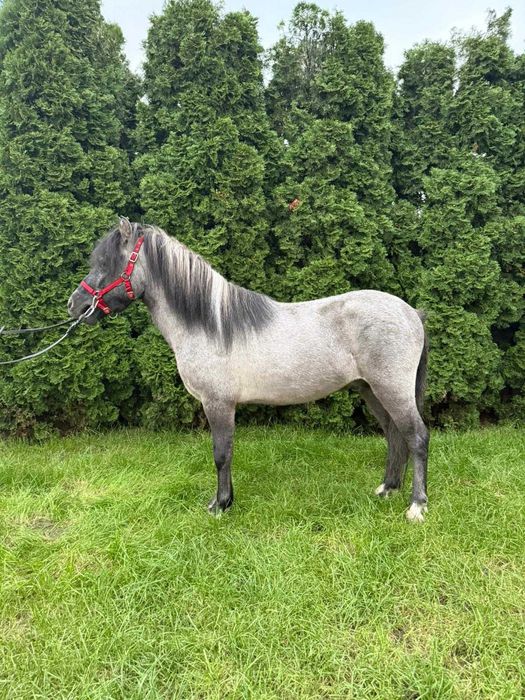 Kucyk wałach 3.5 roku