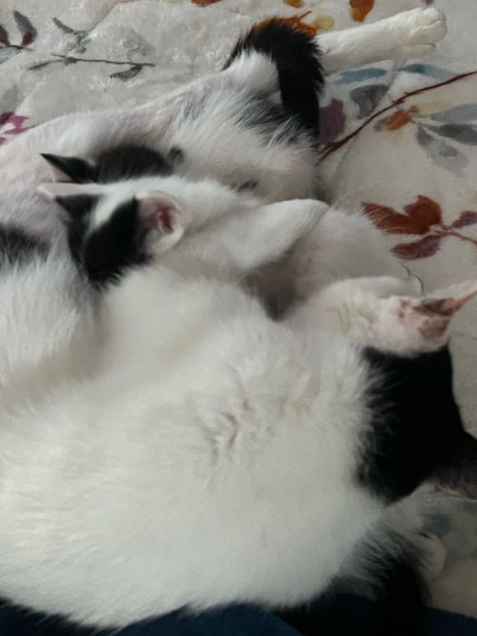 Gatinhos para adoçao