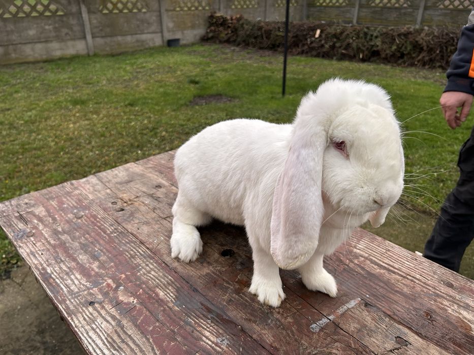 Baran francuski biały