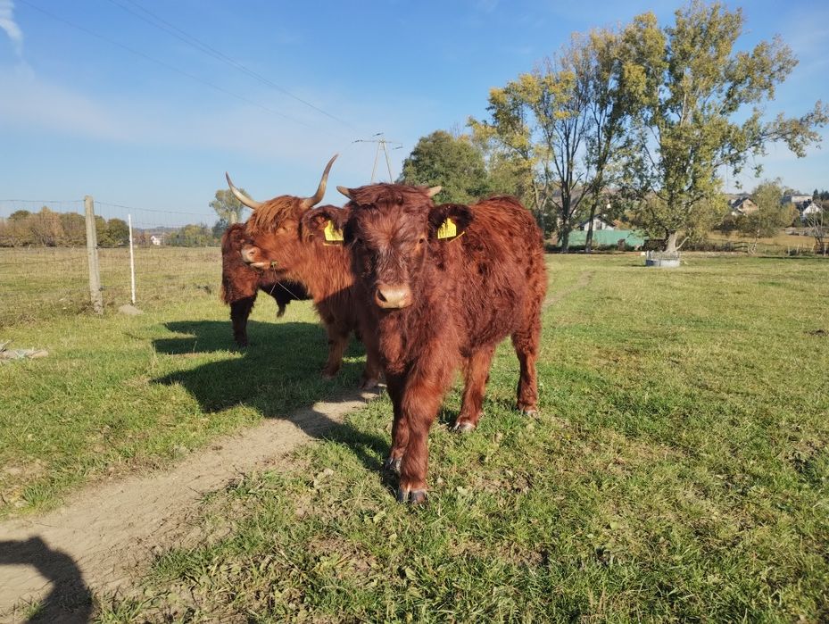 Byczki Salers highland cattle odsadki
