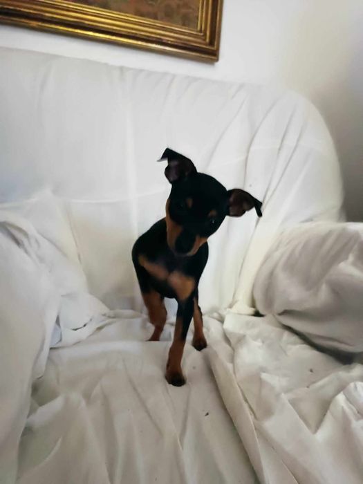 Pincher preto e castanho macho