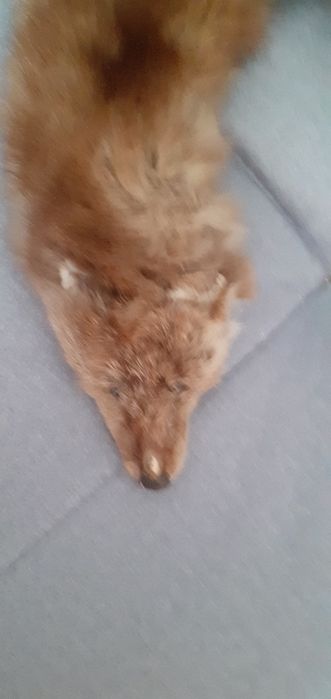 Kołnierz z tchórzofretki