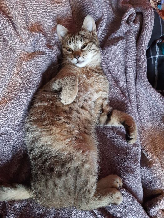 Oddam 2 letnią kotkę w dobre ręce