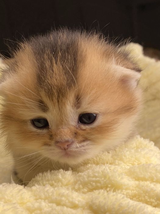 Золотая шиншилла