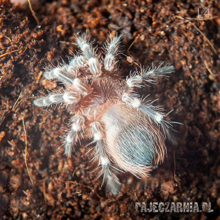 Ptasznik Acanthoscurria geniculata / Ptasznik białokolanowy