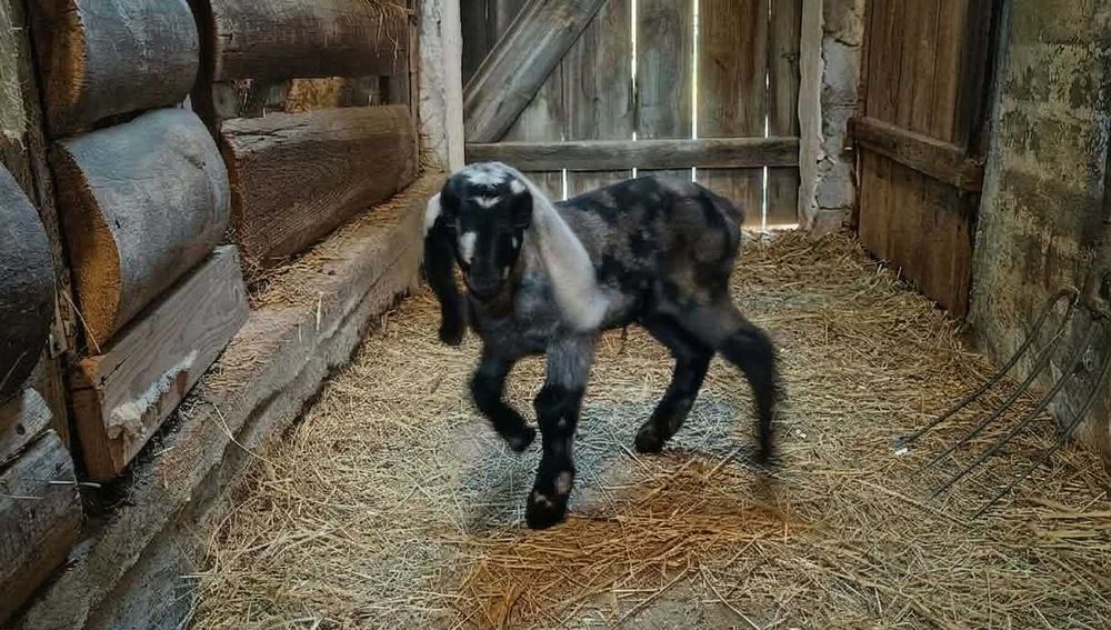 Koziołek Anglonubijski