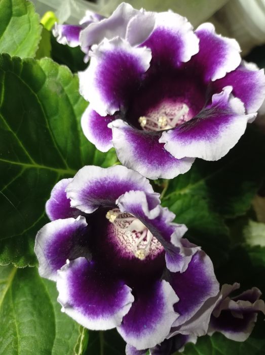 Глоксиния фиолетовая с белой окантовкой