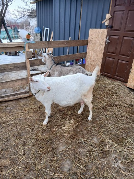 Продам козу кітну.