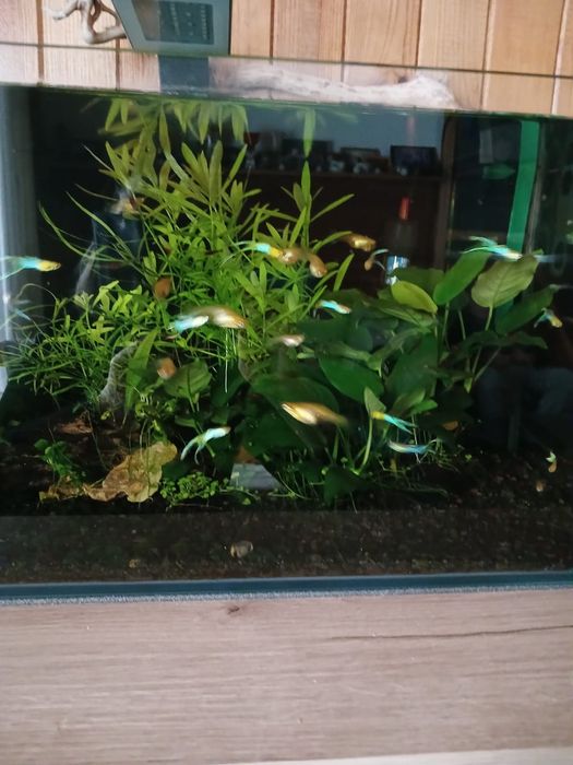 Gupik Endlera Japan Blue Gold duble sward