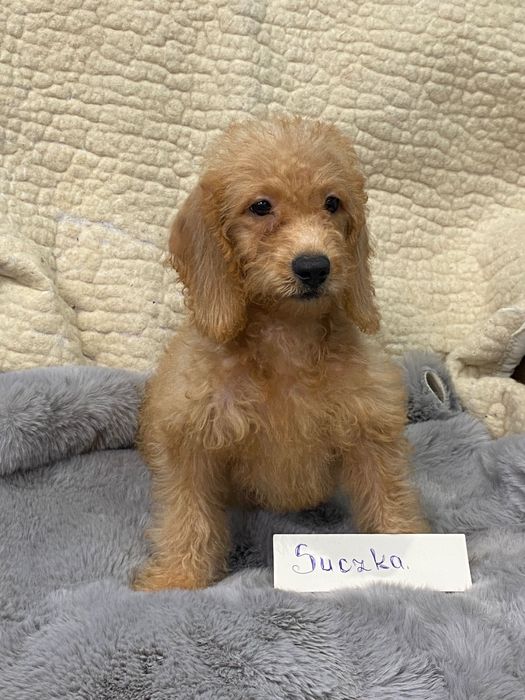 Sprzedam śliczne cockapoo