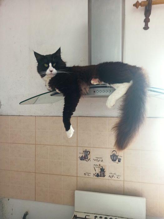 В'язка злучка (случка) кіт Мейн-Кун