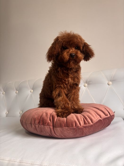 Pudel teacup chinczyk piesek!