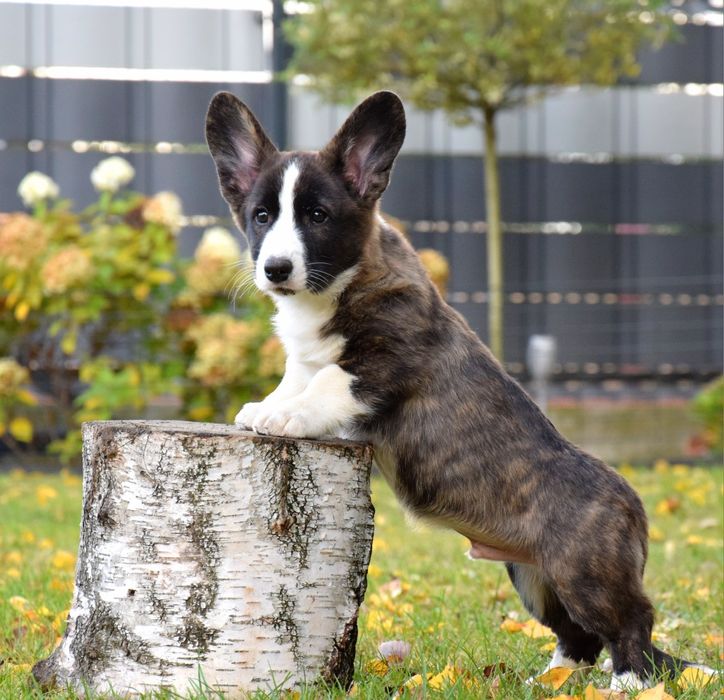 Welsh Corgi miot kwiecień 2026!