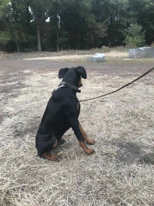 Продам добермана