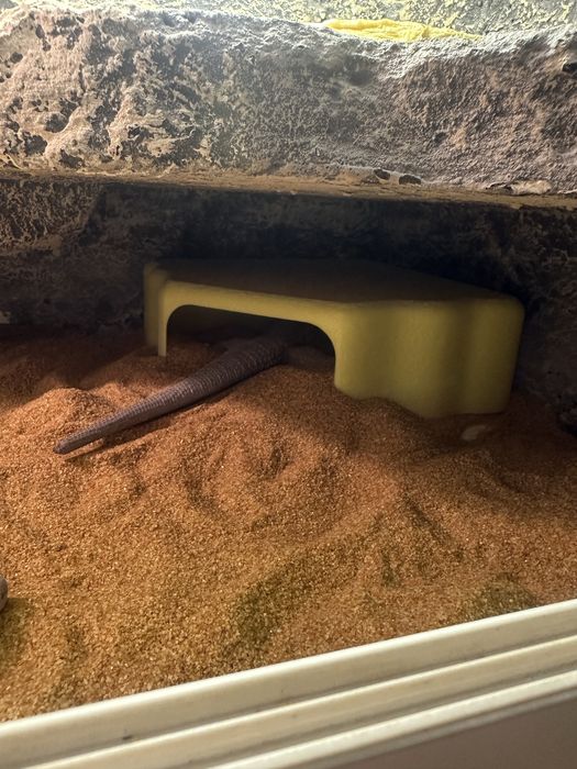 Terrarium i dwie agamy brodate