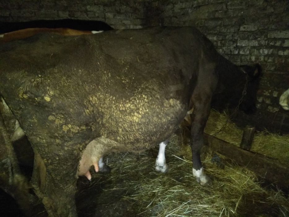 Продам тільну корову