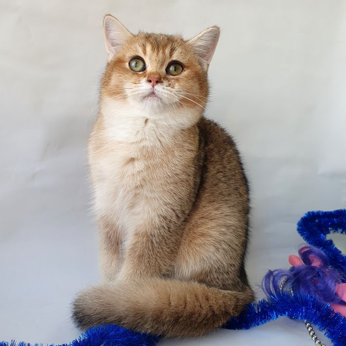 Киев милая кошечка, ласковая девочка британка золотая шиншилла клубная