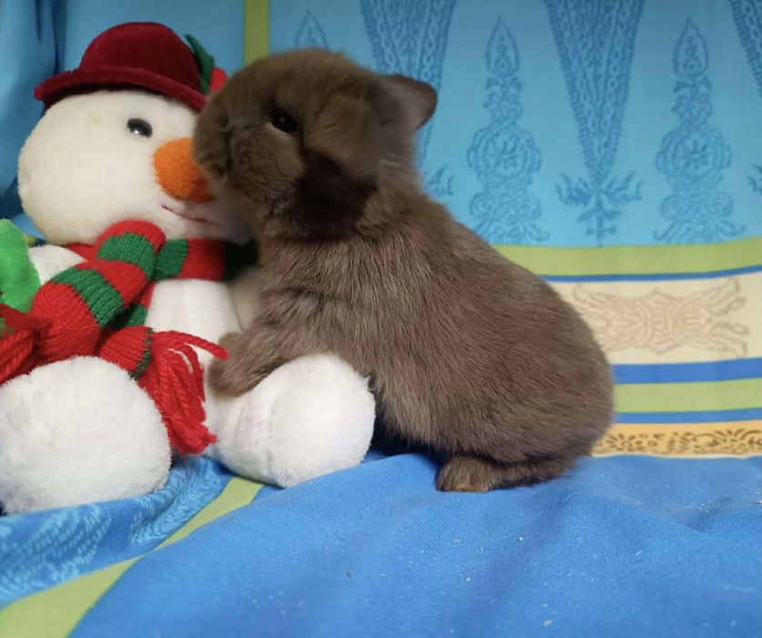 Sprzedam króliczki mini loop mini lop niebieskookie