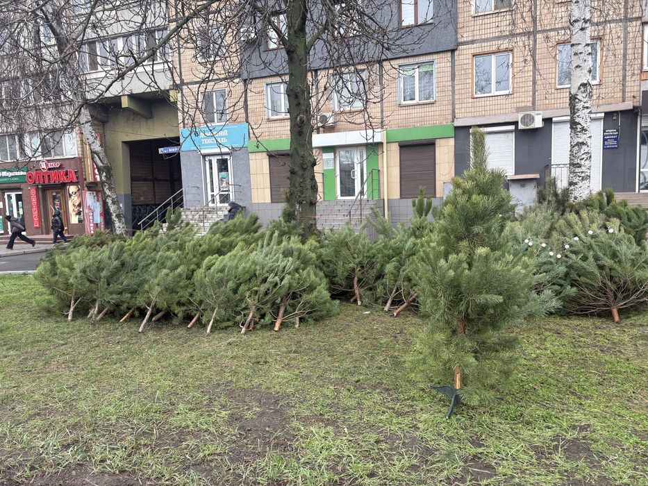 Ялинки жива/Сосна продаж/Кривий Ріг