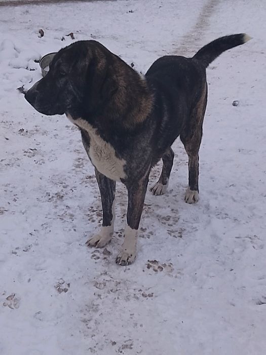 Pies Owczarek Środkowoazjatycki FCI