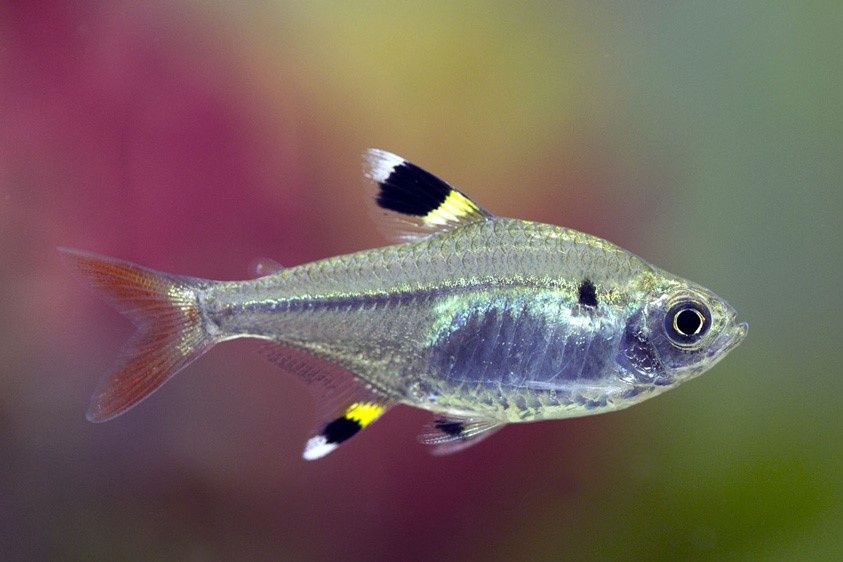 Пристелла рибка акваріумна