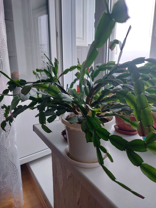 Шлюмбергер - Декабрист.