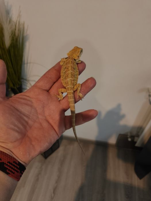 Agama brodata młodzieży