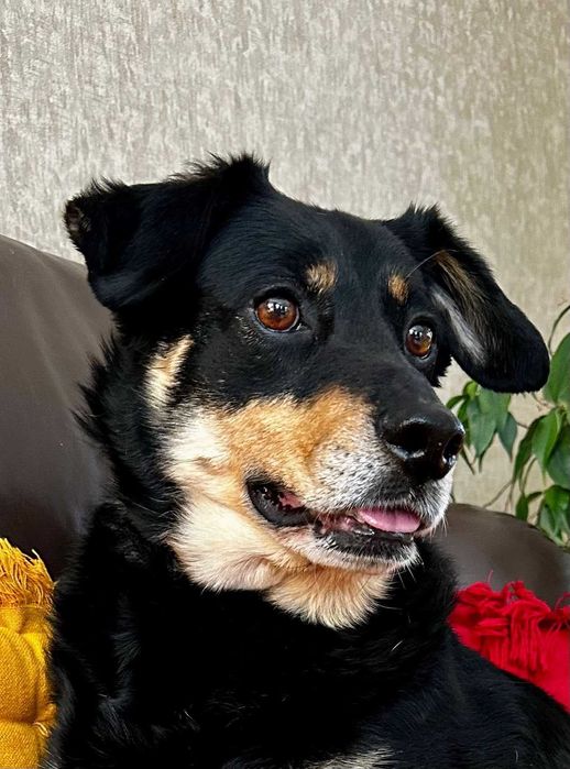 Spokojna suczka do adopcji - Dżetka!