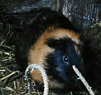 Морские свинки..