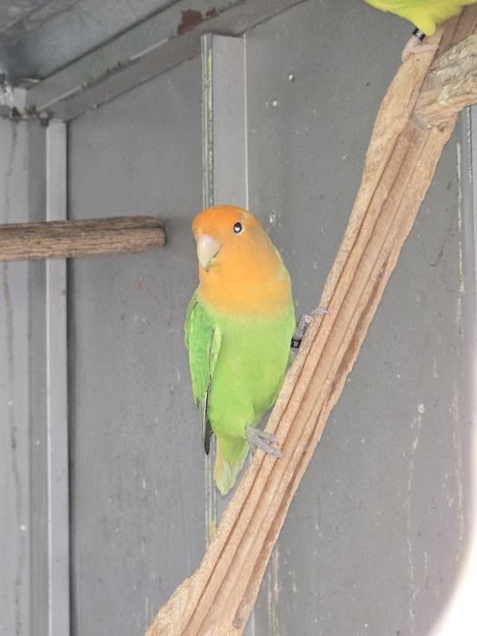 Agapornis Roseicollis Longfeather