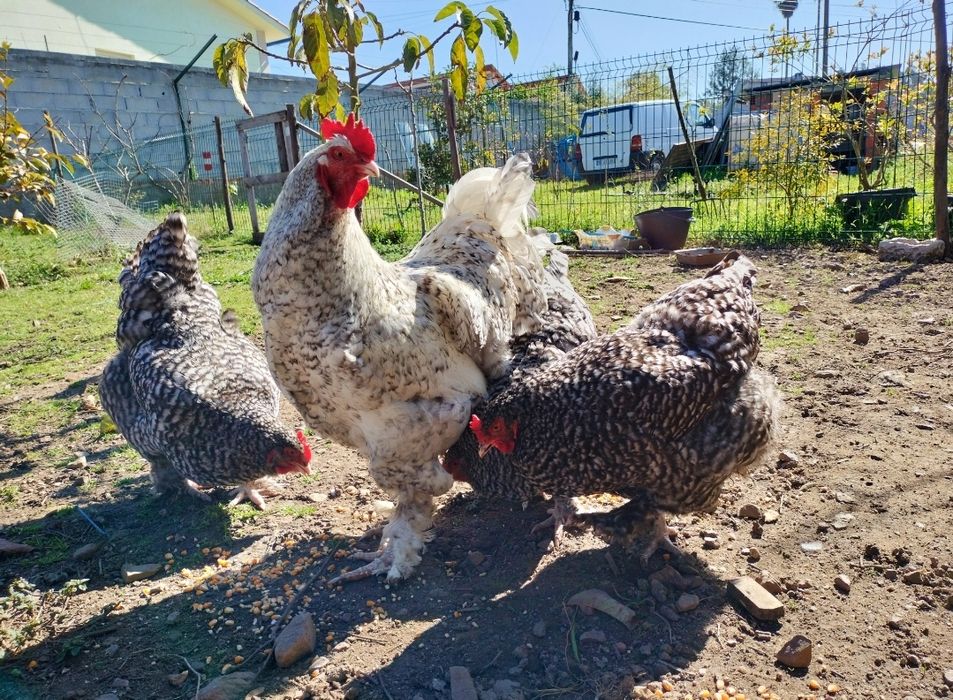 Ovos Malines galados