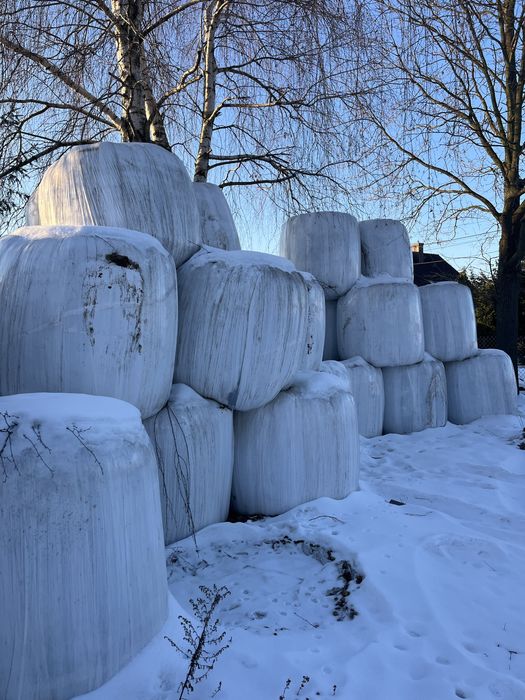 Bele kiszonki sianokiszonka