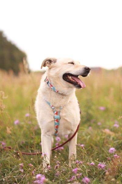 Spójrz na ten wesoły pyszczek, czemu Namir wciąż czeka na dom?