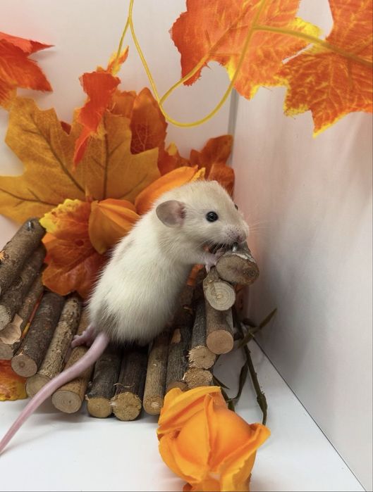 Декоративні крисята та ексклюзивні будиночки для них і не тільки)