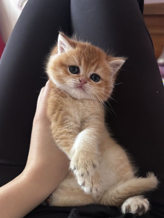 Котик золотої шиншили недорого