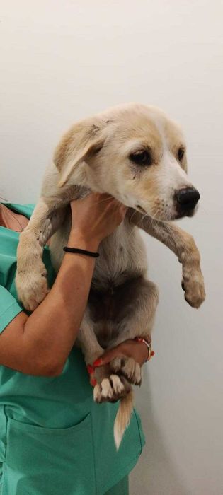 Cães para adoção