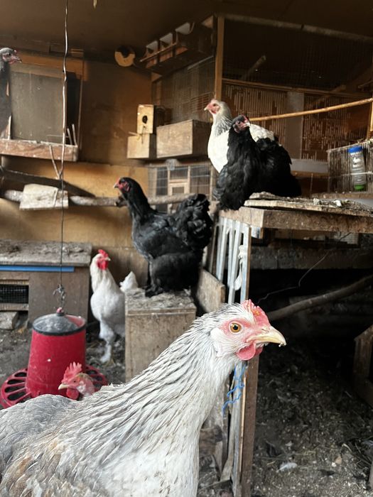 Galos e Galinhas varias raças