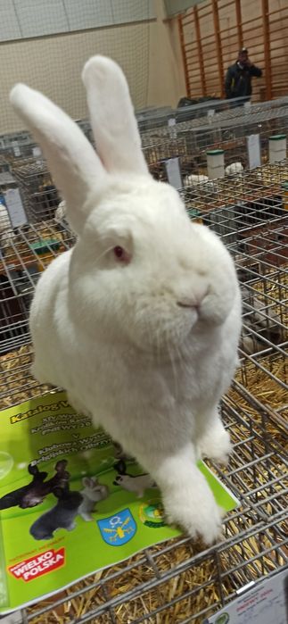 Nowozelandzki Biały