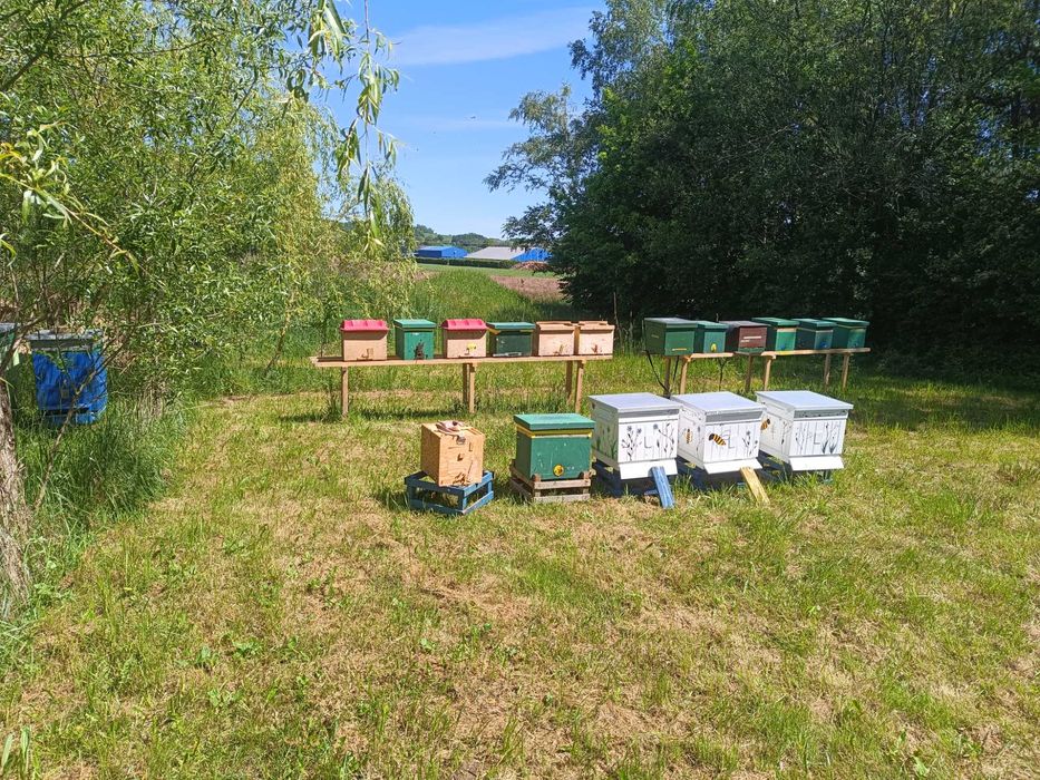 Odkłady pszczele pszczoły krainka dobra alpejka 5 ramkowe wlkp ule