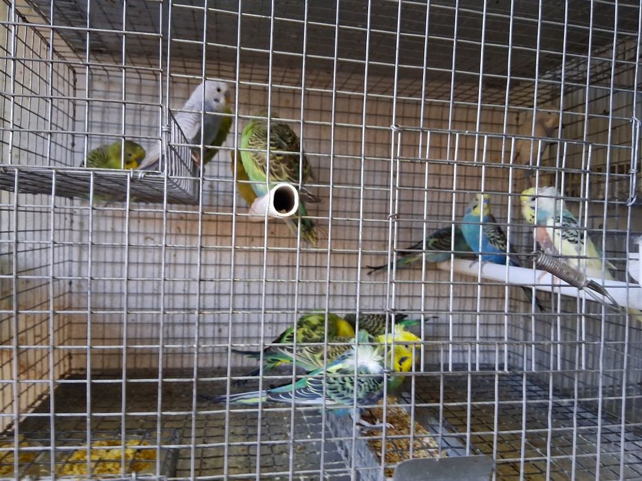 Tenho vários piriquitos, ingleses, asa negra e normais